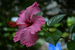 南国育ち　➂。。。！