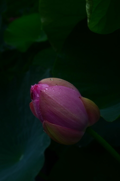 雨に打たれて　⑤。。。！