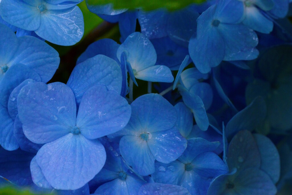 紫陽花の詩。。。！
