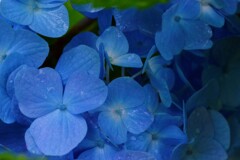 紫陽花の詩。。。！