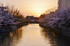 想い出さくら。。。！