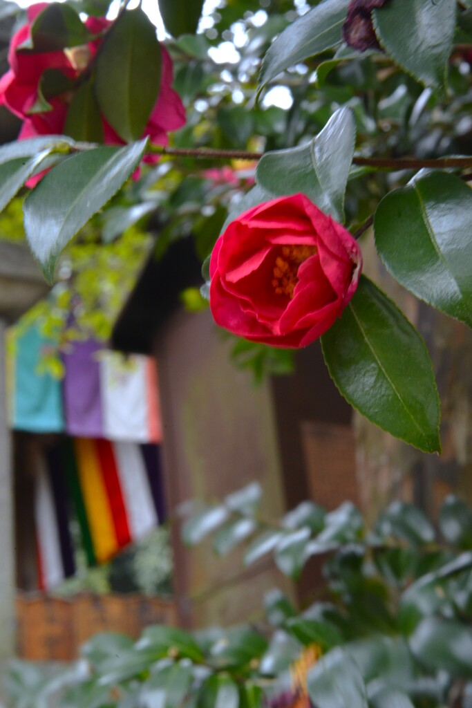 祈りの地．．石手寺　⑤。。。！