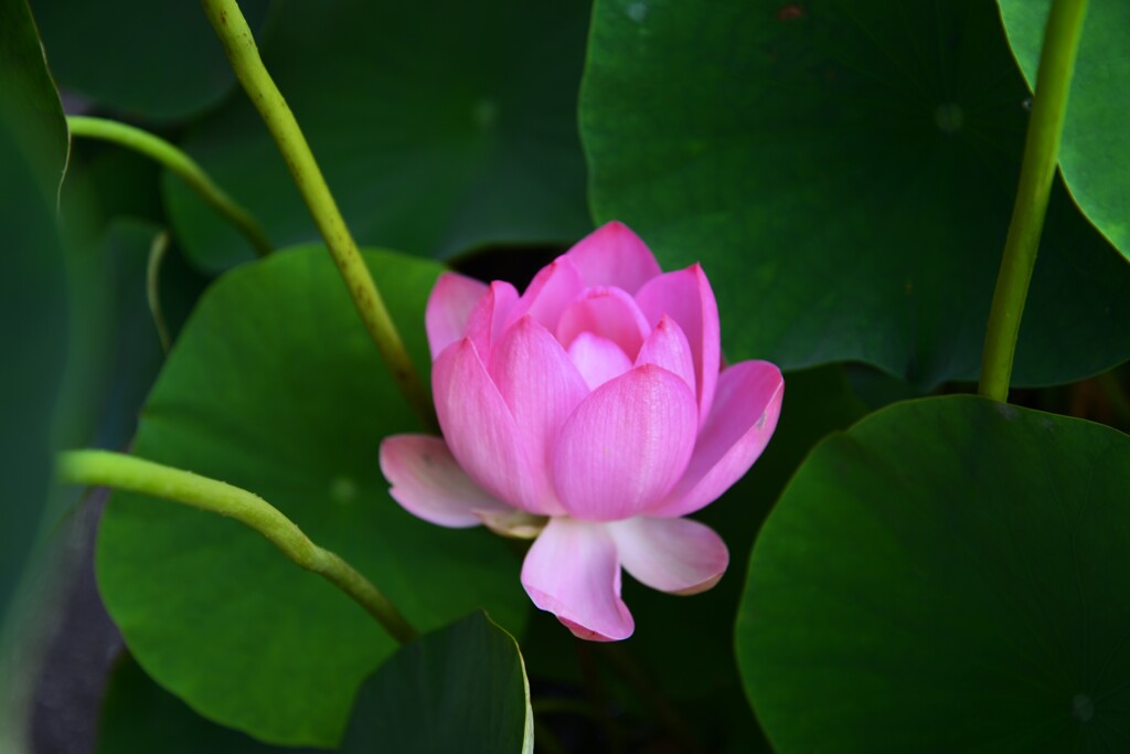 大連ハス咲いた　①。。。！