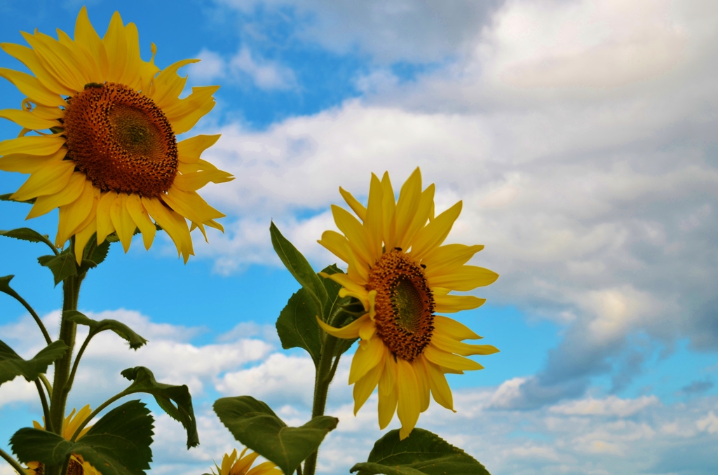 太陽と睨めっこ　３