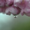 雨にも負けず　④。。。！
