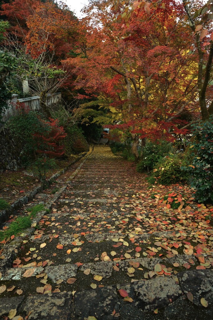 清源寺金色の石段　⑤。。。！