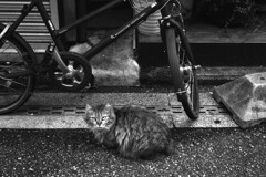 路地裏物語．．俺がボスだ　①。。。！