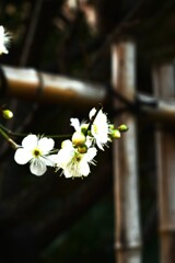 春玉．．大きく膨らんで　➂。。。！