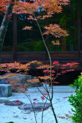 新緑の京都天授庵　⑤。。。！