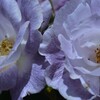 庭の花　②。。。！