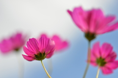 紅色小花　②。。。！