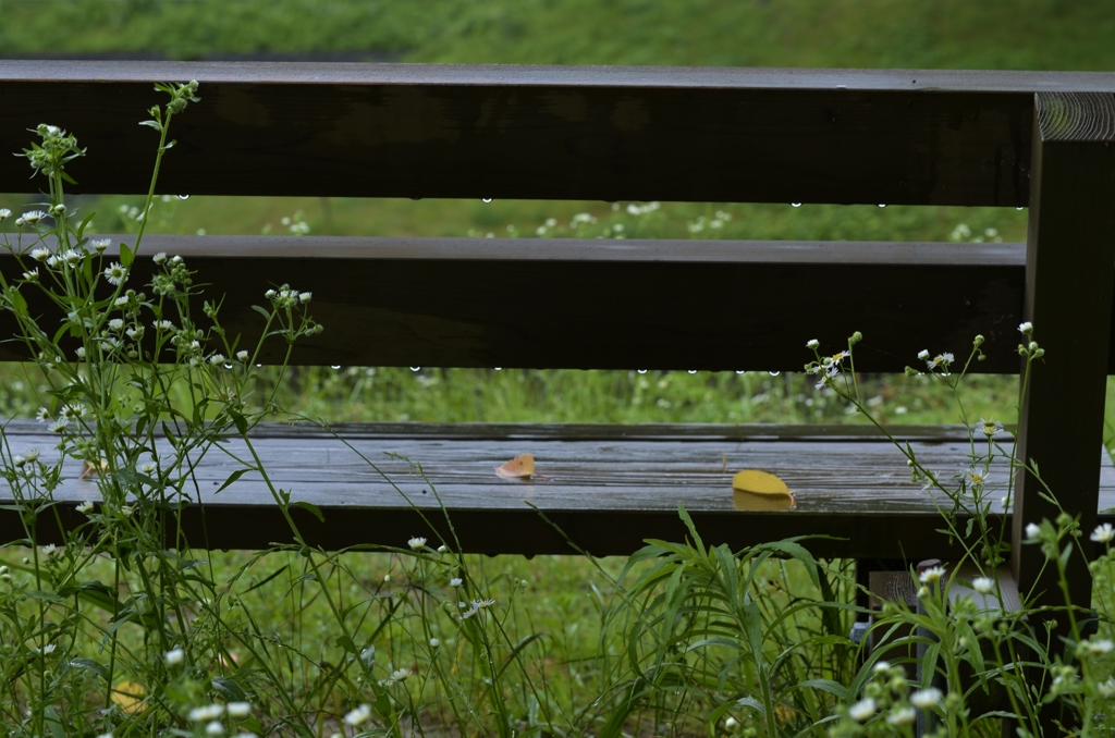 雨上がり　②　。。。！