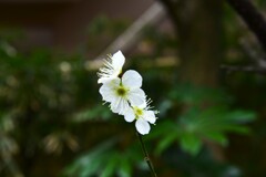 青梅が咲きました　②。。。！