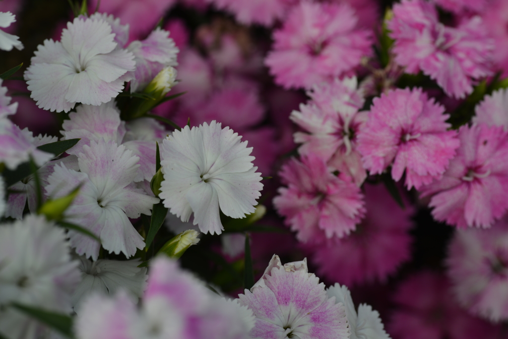 可愛いですね。。。！