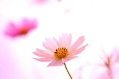 乙女の夢模様 ①。。。! 乙女の夢模様 ①。。。!