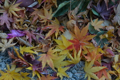 淋音．．落葉の囁き　➂。。。！