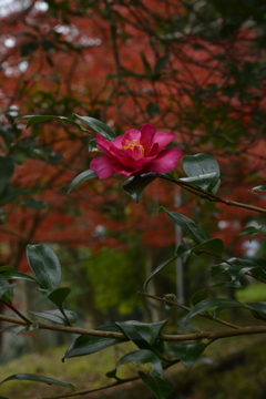 燃える秋を探して　➂。。。！