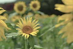 この夏．．ひまわりの詩　①。。。！