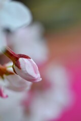 小さな公園　④。。。！