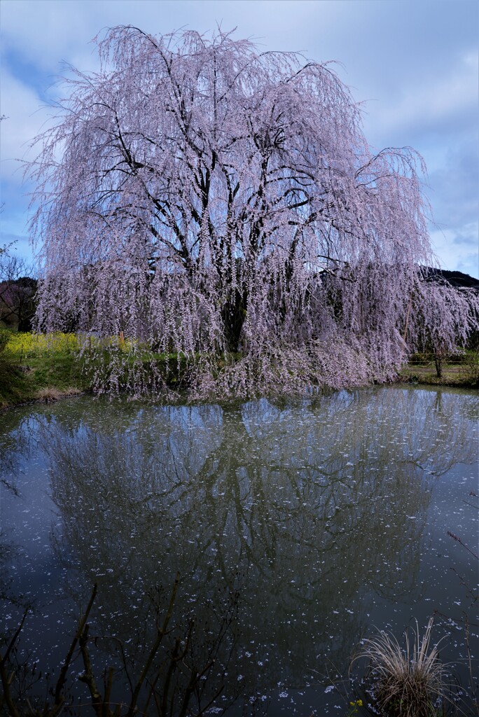 湖面に映る枝垂桜。。。！