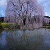 湖面に映る枝垂桜。。。！