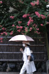真夏の鴨川沿い　➂。。。！