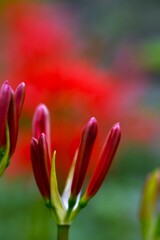 秋花の詩　①。。。！