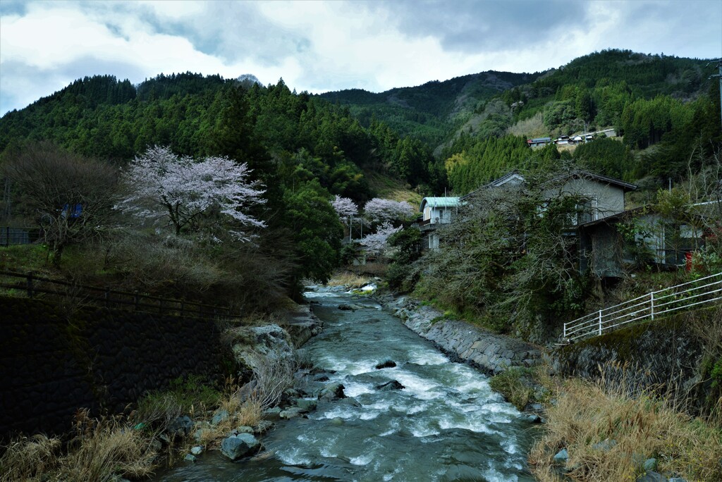 山里の谷間に咲く。。。！