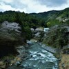 山里の谷間に咲く。。。！