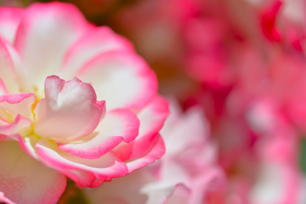 華麗な薔薇の日々　①。。。！