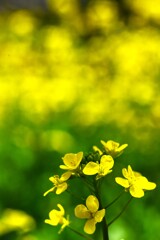 黄色いリボンたち　⑤。。。！