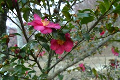 春の呼びかけ　④。。。！