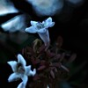 これから淋しい秋です　➁。。。！