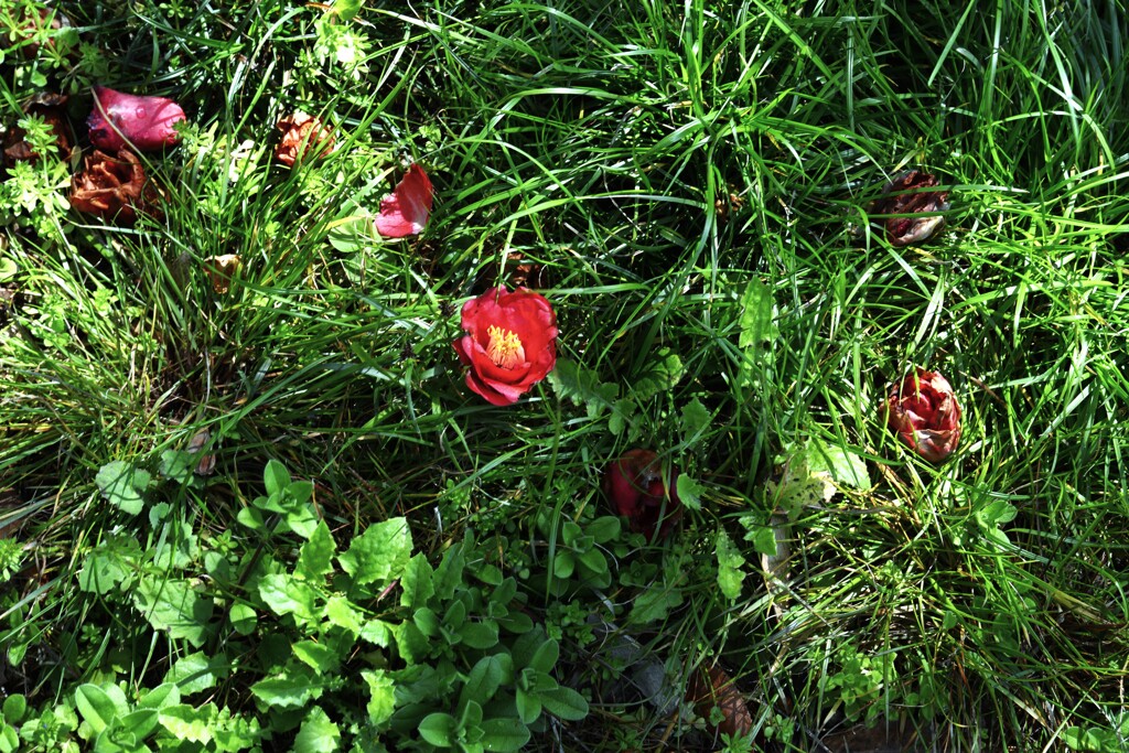 紅椿と大宝寺　④。。。！