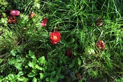 紅椿と大宝寺　④。。。！