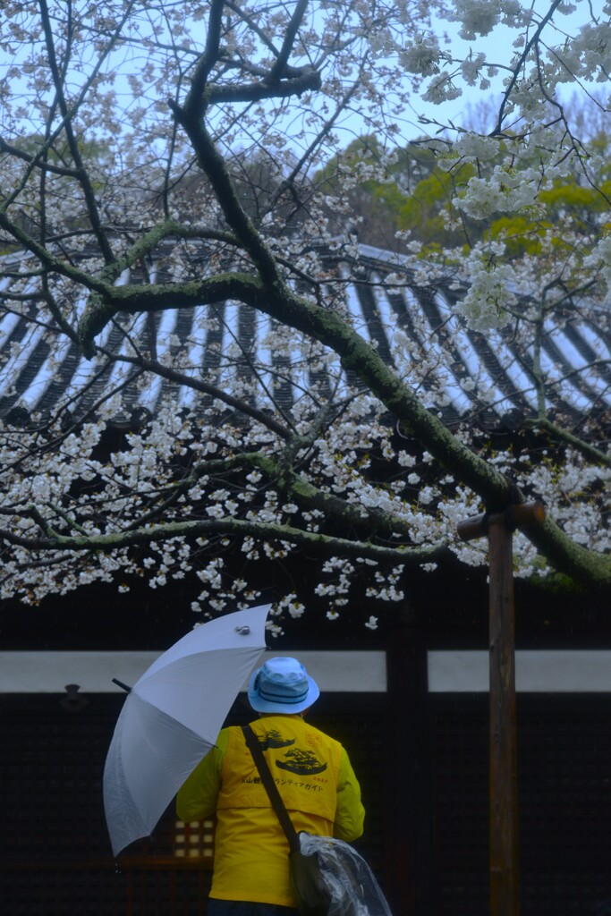 雨に濡れても　➂。。。！