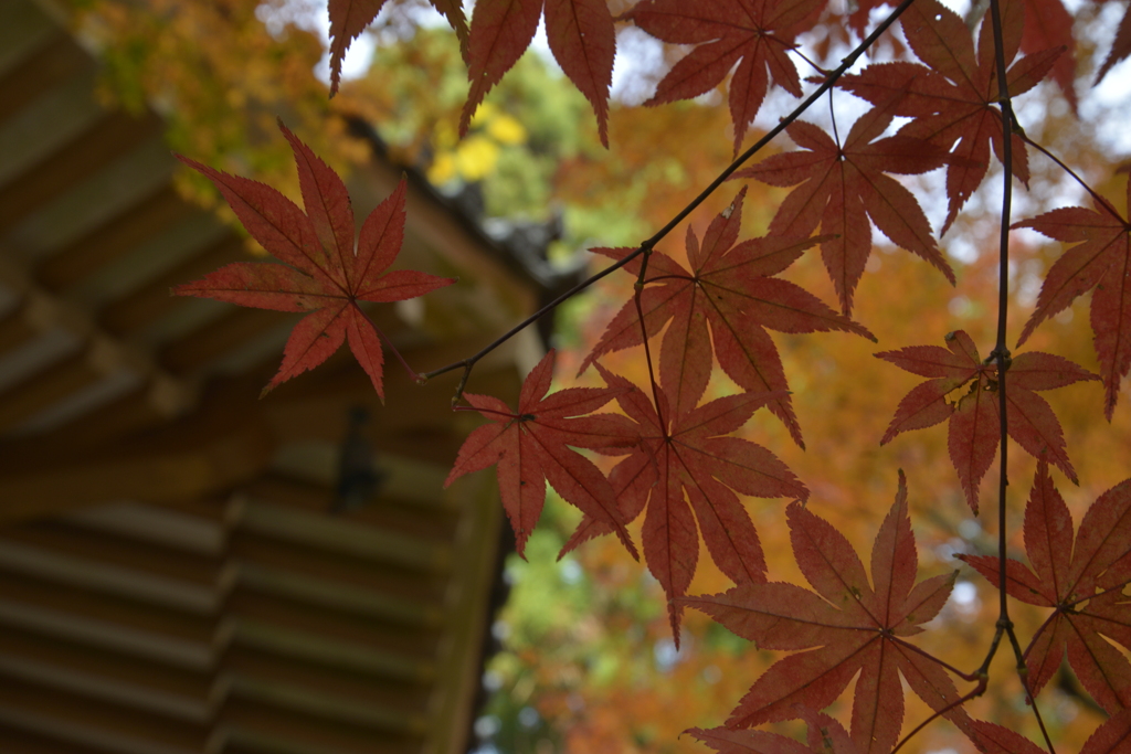 六角堂の紅葉　②　。。。！
