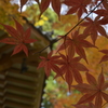 六角堂の紅葉　②　。。。！