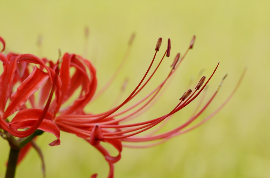 真っ赤な彼岸花。。。！