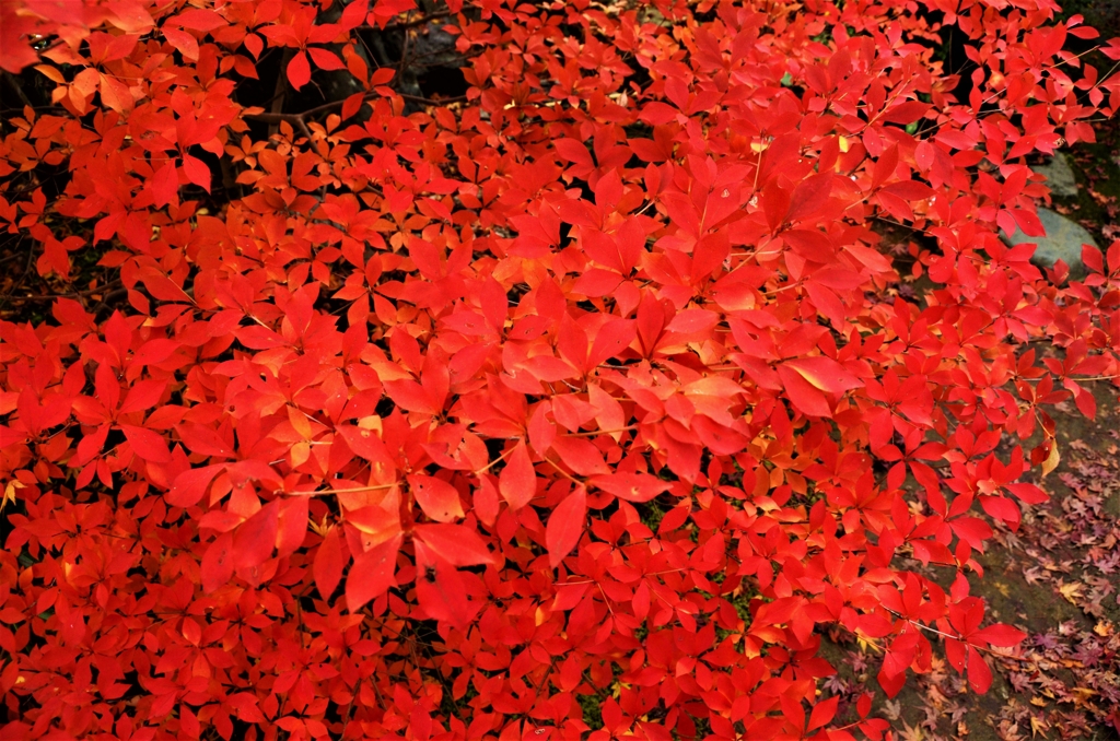 紅に染まる。。。！