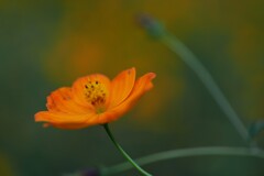 オレンジ色の秋　②。。。！