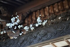 春の綱引神社　⑤。。。！