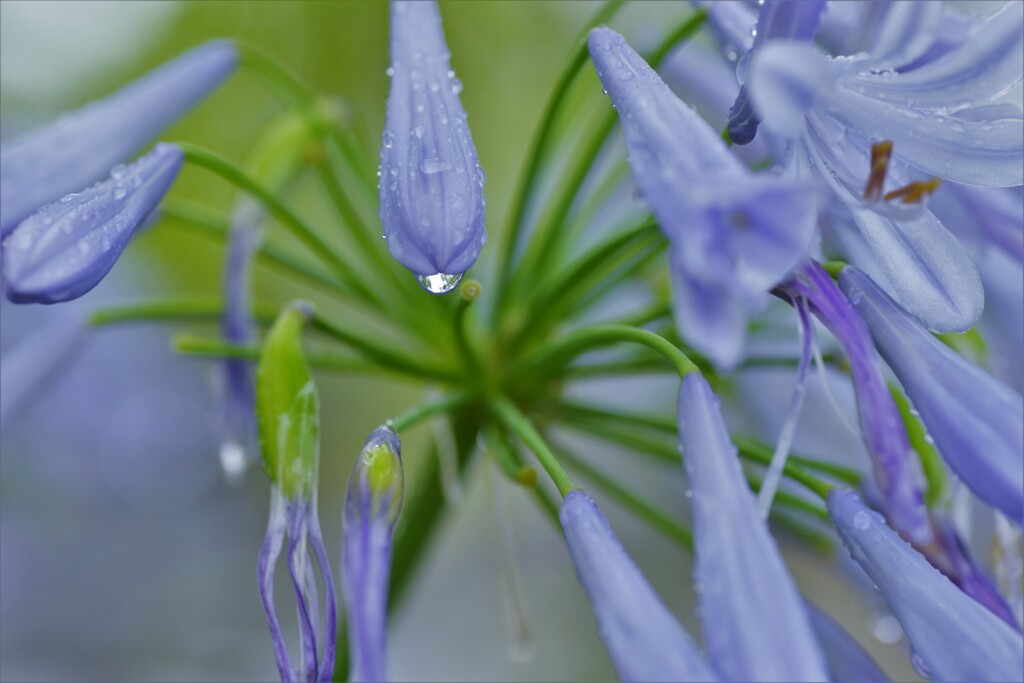 梅雨花　④。。。！