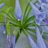 梅雨花　④。。。！