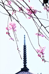 枝垂桜　③。。。！