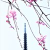 枝垂桜　③。。。！