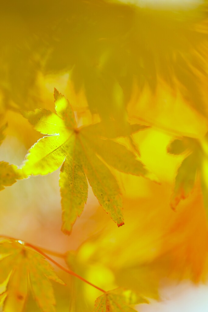 Red & yellow　⑤。。。！