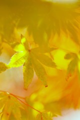 Red & yellow　⑤。。。！