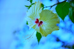 真夏の花．．ハイビスカス　①。。。！