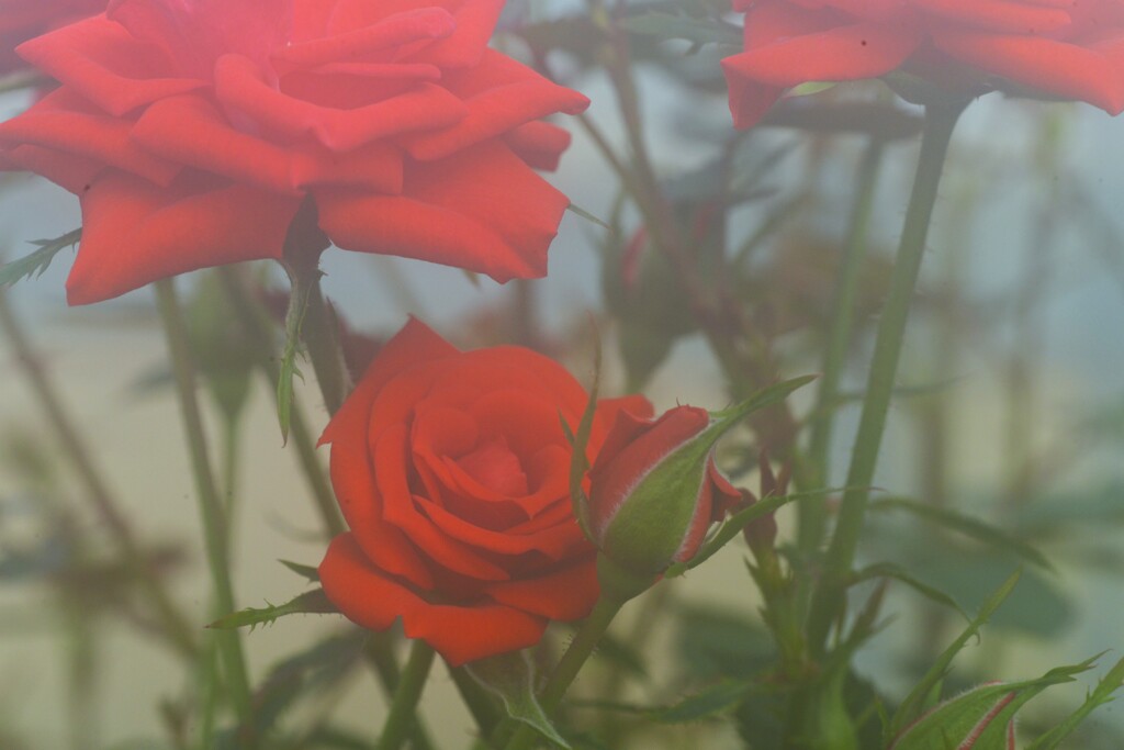 春咲き小花　④。。。！